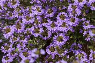  - Scaevola saligna 'Blue Sea™'