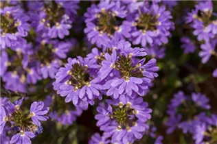  - Scaevola saligna 'Blue Sea™'