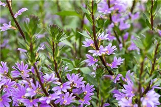  - Scaevola saligna 'Blue Sea™'