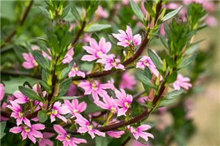  - Scaevola saligna 'Pink Blessing™'