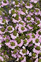  - Scaevola saligna 'Pink Charm™'
