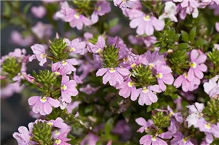  - Scaevola saligna 'Pink Charm™'
