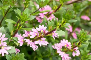  - Scaevola saligna 'Pink Charm™'