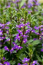  - Scaevola saligna 'Purple Haze™'