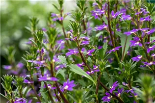  - Scaevola saligna 'Purple Haze™'