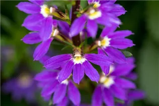  - Scaevola saligna 'Purple Haze™'
