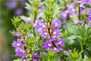  - Scaevola saligna 'Purple Haze™'