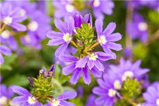  - Scaevola saligna 'Purple Haze™'