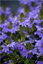 - Scaevola saligna 'Saphira'(s)  - Scaevola saligna 'Saphira'(s)