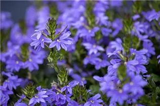 - Scaevola saligna 'Saphira'(s)  - Scaevola saligna 'Saphira'(s)