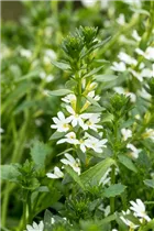  - Scaevola saligna 'White Touch™'