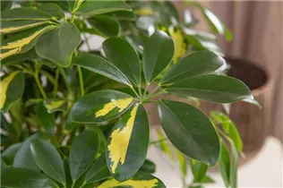 - Schefflera arboricola 'Amate'  - Schefflera arboricola 'Amate'