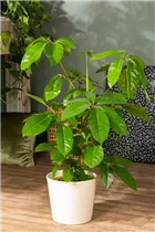- Schefflera arboricola 'Amate'  - Schefflera arboricola 'Amate'