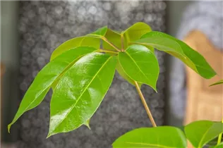 - Schefflera arboricola 'Amate'  - Schefflera arboricola 'Amate'