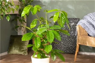 - Schefflera arboricola 'Amate'  - Schefflera arboricola 'Amate'