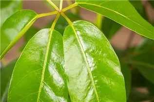 - Schefflera arboricola 'Amate'  - Schefflera arboricola 'Amate'