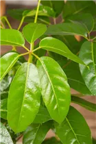 - Schefflera arboricola 'Amate'  - Schefflera arboricola 'Amate'