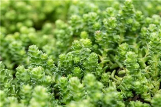 - Sedum acre 'Oktoberfest'