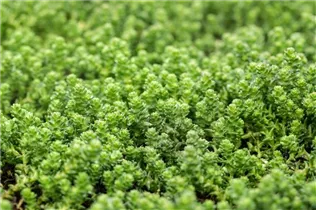  - Sedum acre 'Oktoberfest'