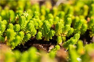  - Sedum acre 'Oktoberfest'