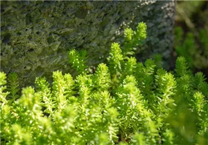  - Sedum acre 'Oktoberfest'