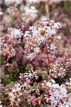 - Sedum album 'Coral Carpet'  - Sedum album 'Coral Carpet'