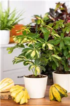 - Schefflera arboricola 'Gerda'  - Schefflera arboricola 'Gerda'