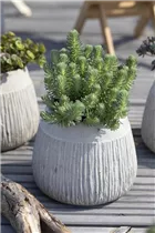 - Sedum anopetalum 'Green Ball'  - Sedum anopetalum 'Green Ball'