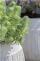 - Sedum anopetalum 'Green Ball'  - Sedum anopetalum 'Green Ball'