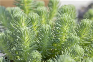 - Sedum anopetalum 'Green Ball'  - Sedum anopetalum 'Green Ball'