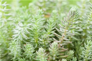  - Sedum anopetalum 'Lemon Ball'
