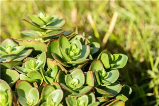 - Sedum ewersii  - Sedum ewersii