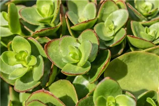 - Sedum ewersii  - Sedum ewersii