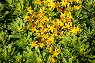  - Sedum floriferum 'Weihenstephaner Gold'