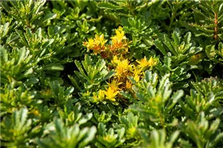  - Sedum floriferum 'Weihenstephaner Gold'