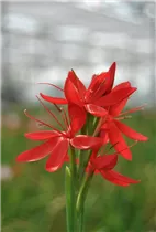 - Schizostylis coccinea 'Major'  - Schizostylis coccinea 'Major'