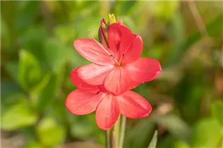  - Schizostylis coccinea
