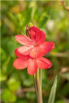  - Schizostylis coccinea