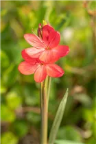  - Schizostylis coccinea