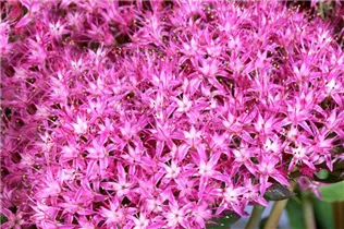  - Sedum hybridum 'Munstead Dark Red'