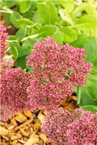  - Sedum telephium