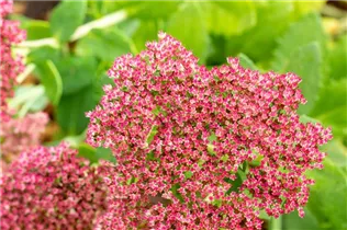  - Sedum telephium