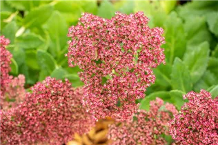  - Sedum telephium