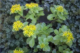  - Sedum kamtschaticum