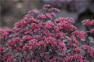  - Sedum telephium 'Desert Black'