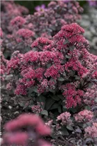  - Sedum telephium 'Desert Black'