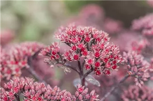  - Sedum telephium 'Desert Black'