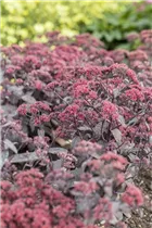  - Sedum telephium 'Desert Black'