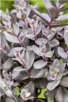  - Sedum telephium 'Desert Black'