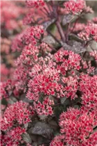  - Sedum telephium 'Desert Red'